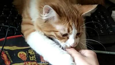我也是有猫的人٩(๑•◡-๑)۶²º¹⁸